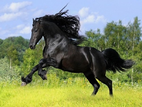 Mơ thấy Ngựa đánh con gì ? Ý nghĩa mơ thấy con Ngựa