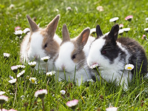 Con thỏ số mấy? Khám phá giấc mơ thấy thỏ dự báo điềm gì?