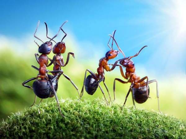 Giải mã giấc mơ thấy con kiến là điềm hên hay xui?