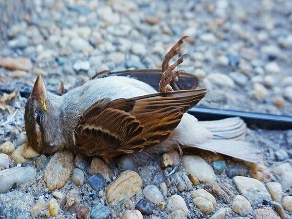 Tìm hiểu ý nghĩa giấc mơ thấy chim chết dự báo may mắn hay xui rủi sắp tới?