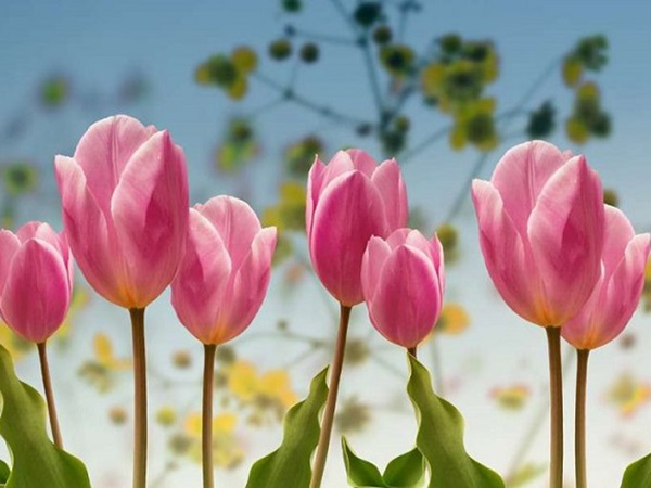 Mơ thấy hoa tulip đánh số mấy trúng to, điềm báo gì?