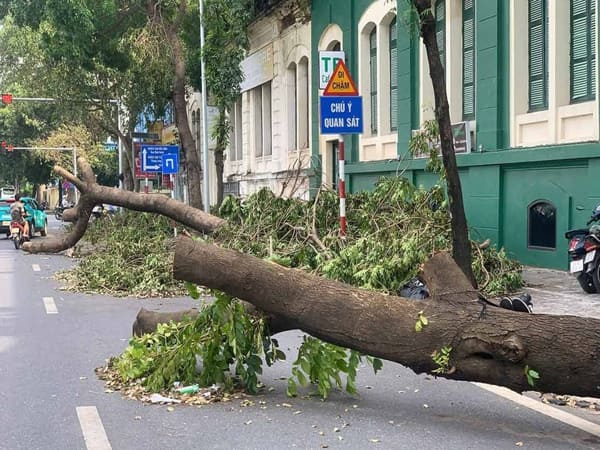 Trông thấy cây đổ, đối diện với nhiều thử thách trong cuộc sống