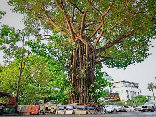 Ngủ mơ thấy cây cổ thụ mang điềm báo tâm linh gì?