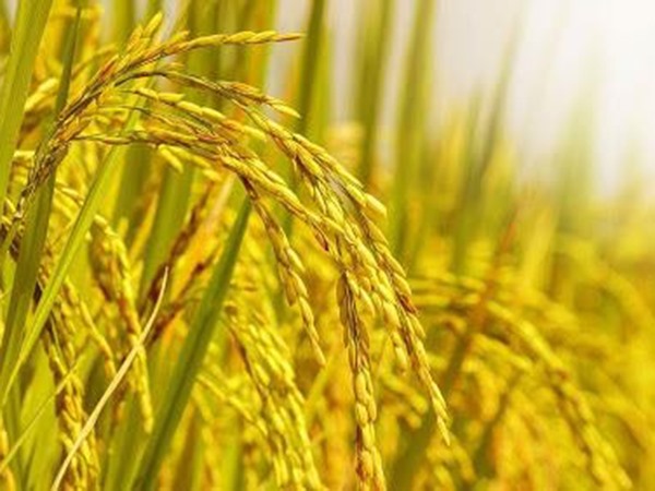 Nằm mơ thấy cây lúa có phải điềm tốt về tiền bạc?