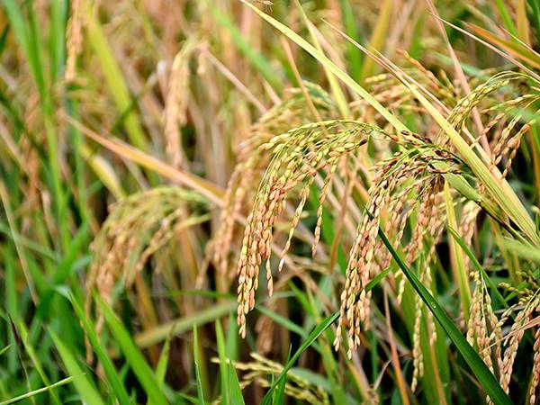 Nằm mơ thấy cây lúa có phải điềm tốt về tiền bạc?