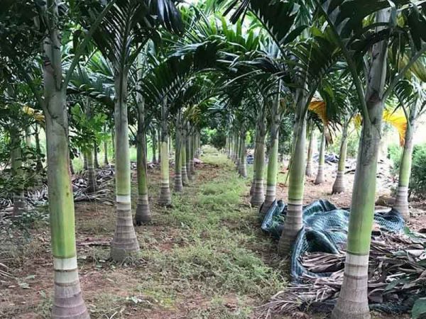 Mơ thấy cây cau thường phản ánh điều gì thú vị?