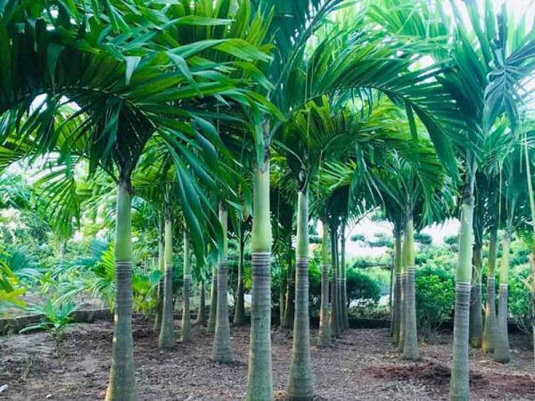 Mơ thấy cây cau thường phản ánh điều gì thú vị?