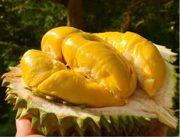 Mơ thấy quả sầu riêng báo hiệu tài lộc hay tai họa?
