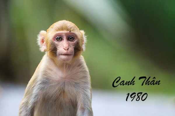 Tử vi tuổi Canh Thân hôm nay