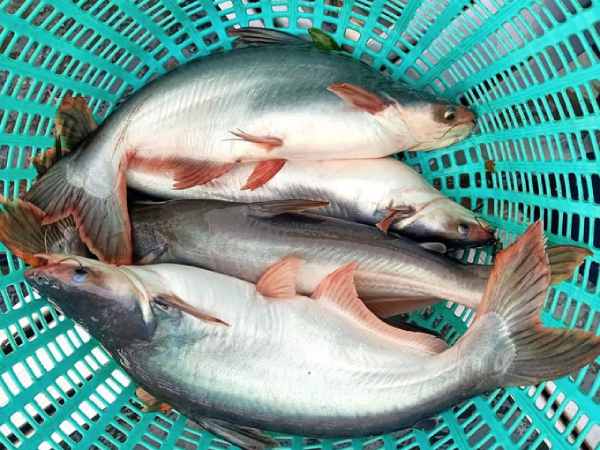 Bí ẩn giấc mơ thấy cá tra và vận may tài lộc sắp tới
