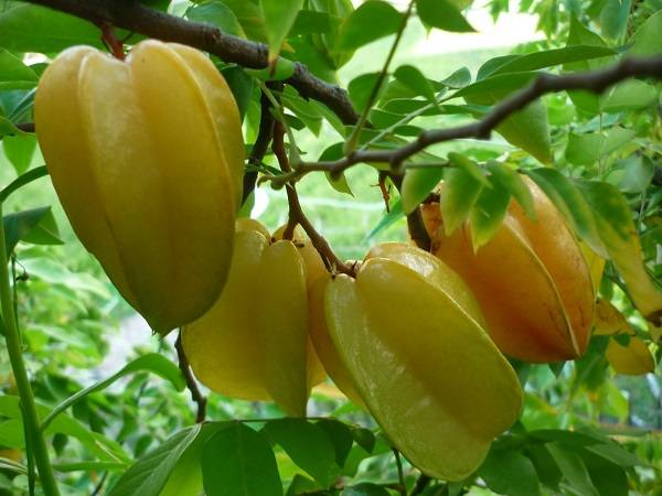 Nằm mơ thấy cây khế có điềm báo gì may mắn hay xui xẻo?