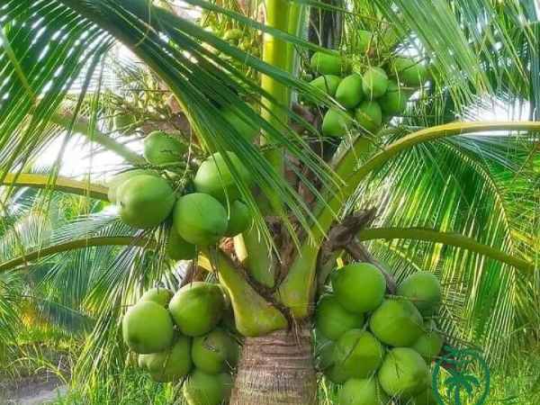 Giải mộng ý nghĩa giấc mơ thấy cây dừa chi tiết nhất