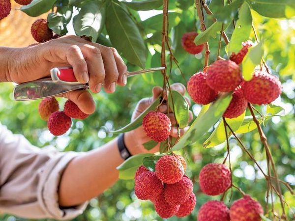 Ngủ mơ thấy vườn vải sai trĩu quả
