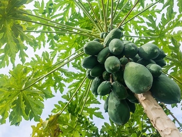 Luận giải giấc mơ thấy cây đu đủ báo điềm lành hay dữ?
