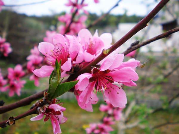 Mơ thấy mình đang hái hoa đào