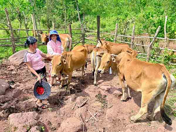 Nằm mơ thấy dắt bò: Các con số đẹp mang lại may mắn