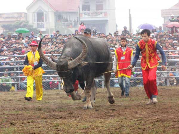 Nằm mơ thấy dắt trâu ra đồng