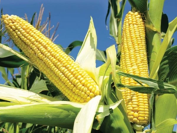 Giải mã chi tiết các giấc mơ thấy bắp ngô