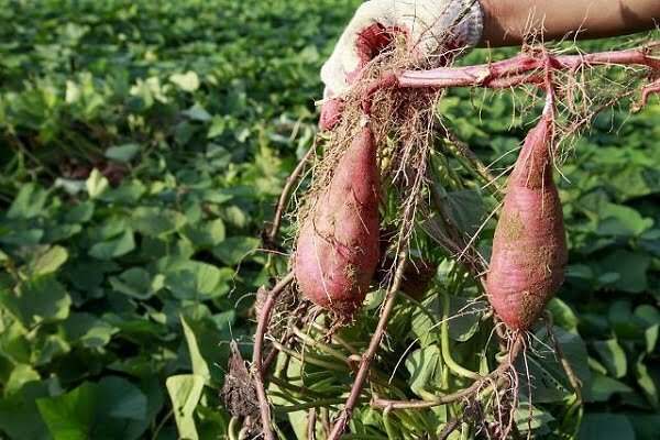 Mơ thấy ruộng khoai lang xanh tốt