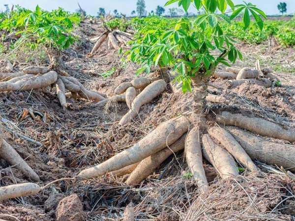 Nằm mơ thấy củ sắn là điềm gì, chọn con gì chuẩn nhất?