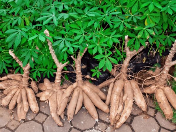 Nằm mơ thấy củ sắn là điềm gì, chọn con gì chuẩn nhất?