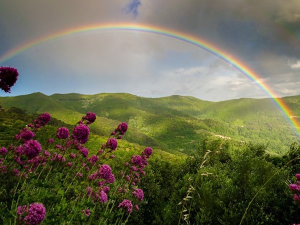 Nằm mơ thấy cầu vồng là điềm gì, con gì vượng lộc nhất?
