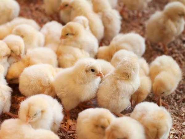 Gà con vào nhà có điềm gì?