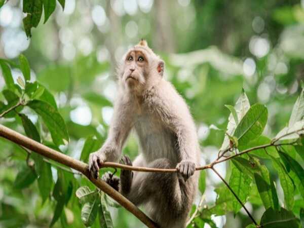 Con số may mắn ngày 27 tháng 3 tuổi Thân