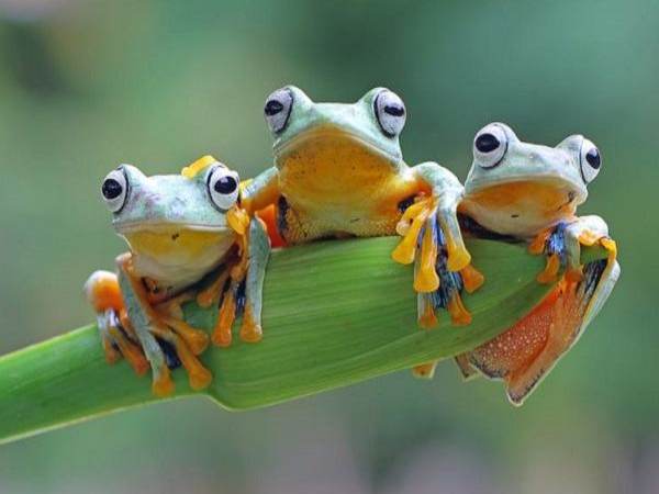 Hé lộ bí ẩn phong thủy con nhái số mấy vượng phát?