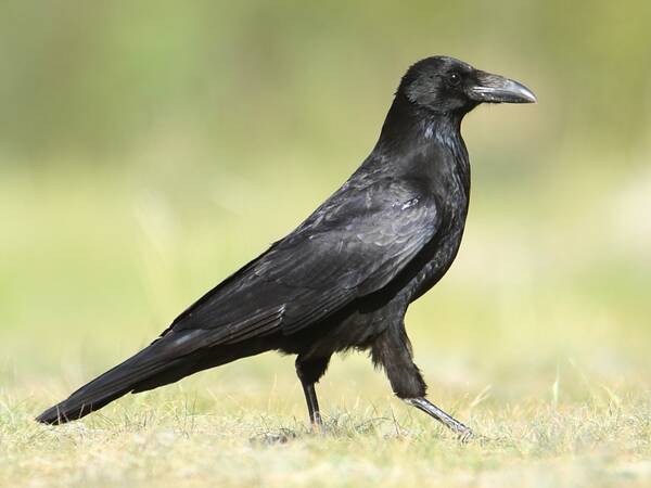 Con quạ số mấy, giải mã nằm mơ thấy con quạ là điềm gì?