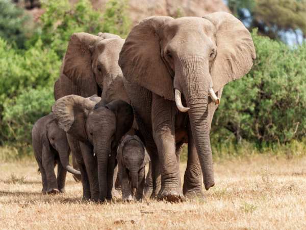 Giải mã con voi số mấy, con voi số mấy số gì siêu chính xác?