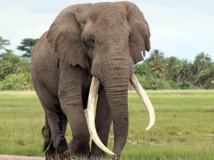 Luận giải ý nghĩa của con voi số mấy, số gì trúng thưởng?