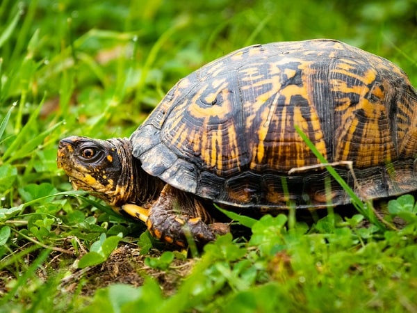 Con rùa số mấy, lý giải nằm mơ thấy con rùa là điềm gì?