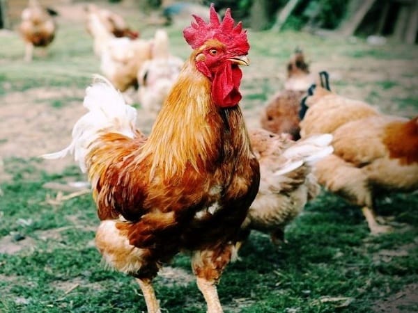 Luận con gà trống số mấy và ý nghĩa gà trống trong văn hóa