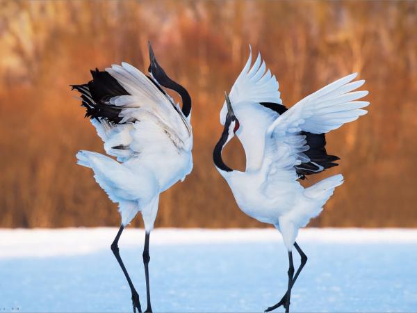 Con hạc số mấy? Con hạc số mấy?