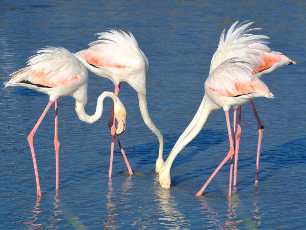 Con hạc số mấy và ý nghĩa hạc trong phong thủy tâm linh