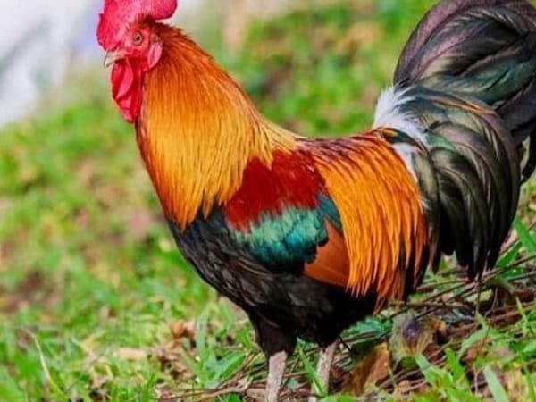 Con gà trống số mấy?