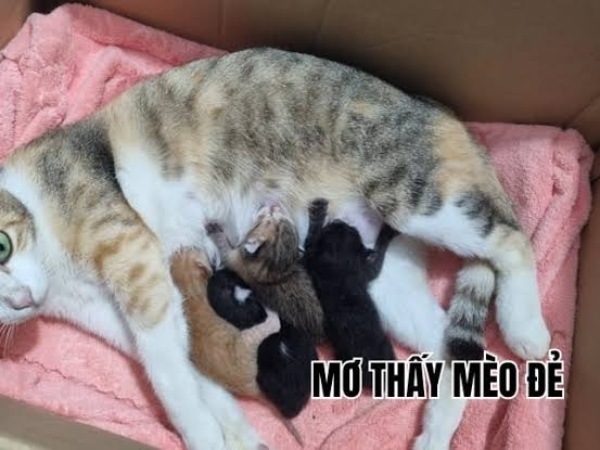 Mơ thấy mèo đẻ con có ý nghĩa gì? Giải mã con số từ A-Z