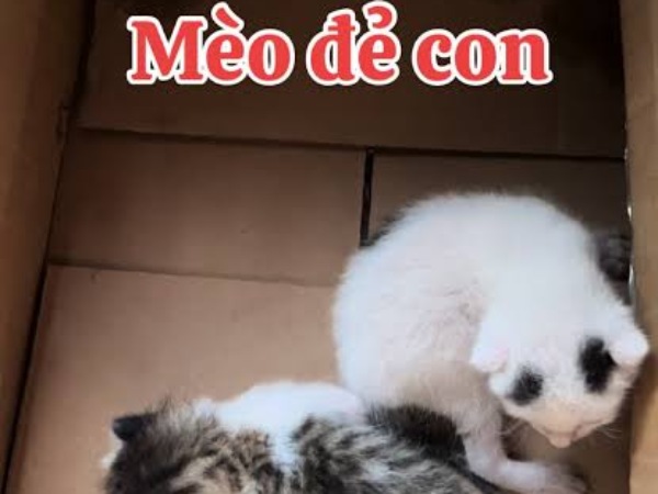 Mơ thấy mèo trắng đẻ con Mơ thấy mèo trắng đẻ con