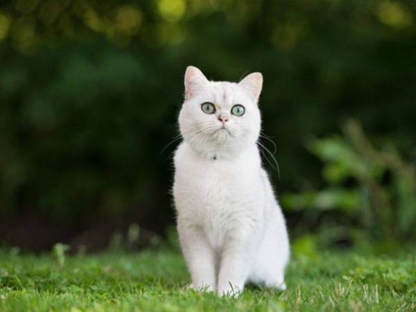 Giải mã từng trường hợp nằm mơ thấy mèo trắng